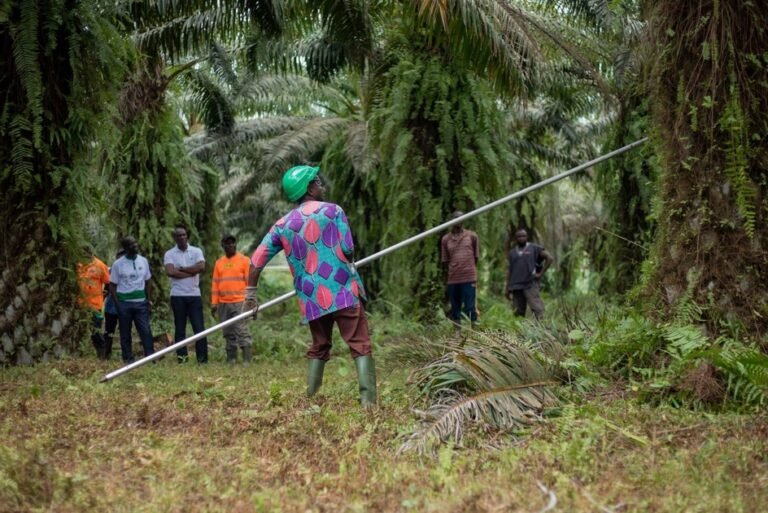Lire la suite à propos de l’article Côte d’Ivoire : Palmci conserve sa notation financière malgré le repli de ses ventes